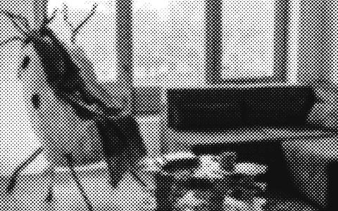 The Little Wood Home room: the Nest Chair and the Creepy Crawly Coffee Table.