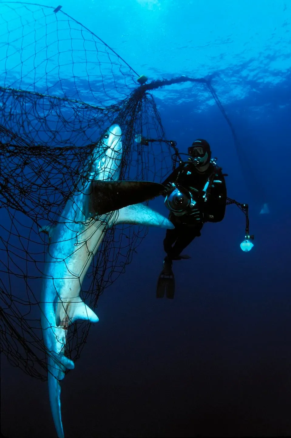 A scuba diver photographs a thresher shark caught in a drift gillnet.