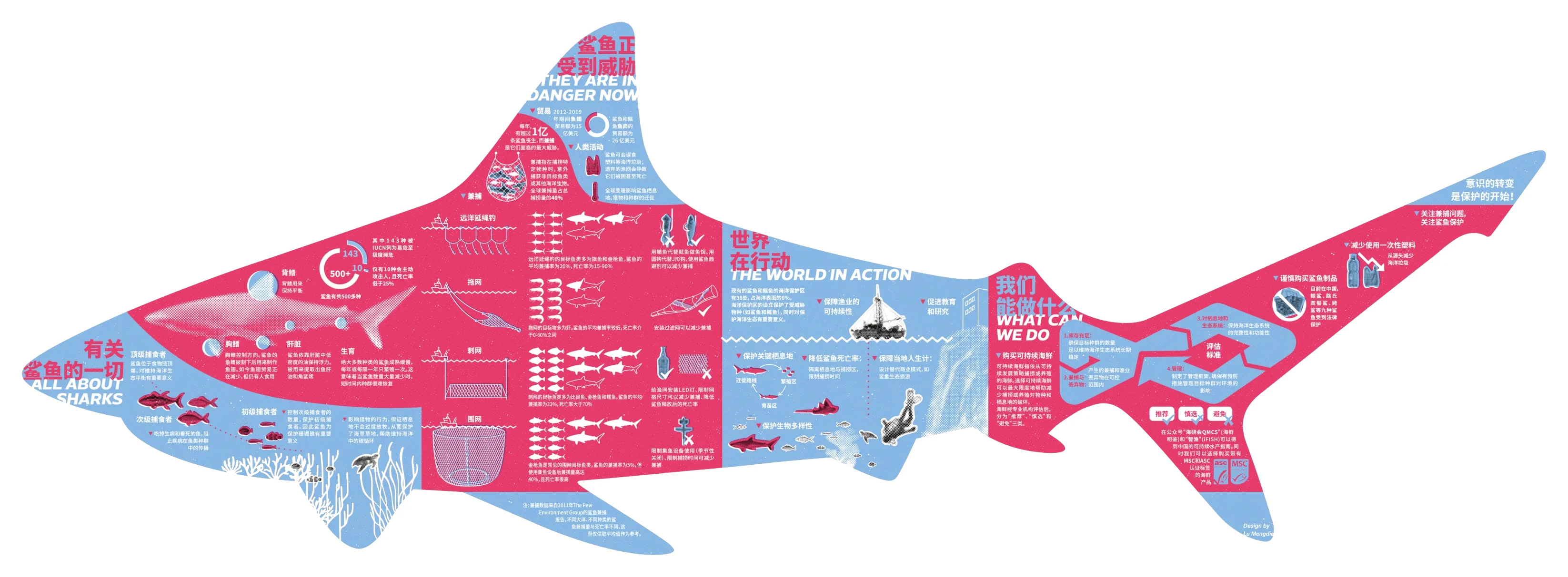 The whole inner page unfolded: a shark in pink-red and blue, divided by folds into four parts, from All About Sharks at the head to What Can We Do at the tail.