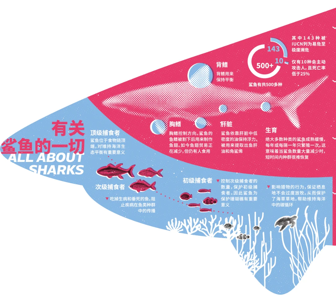 Part 1, the shark’s head: key facts about sharks in red, and a food chain in blue below.
