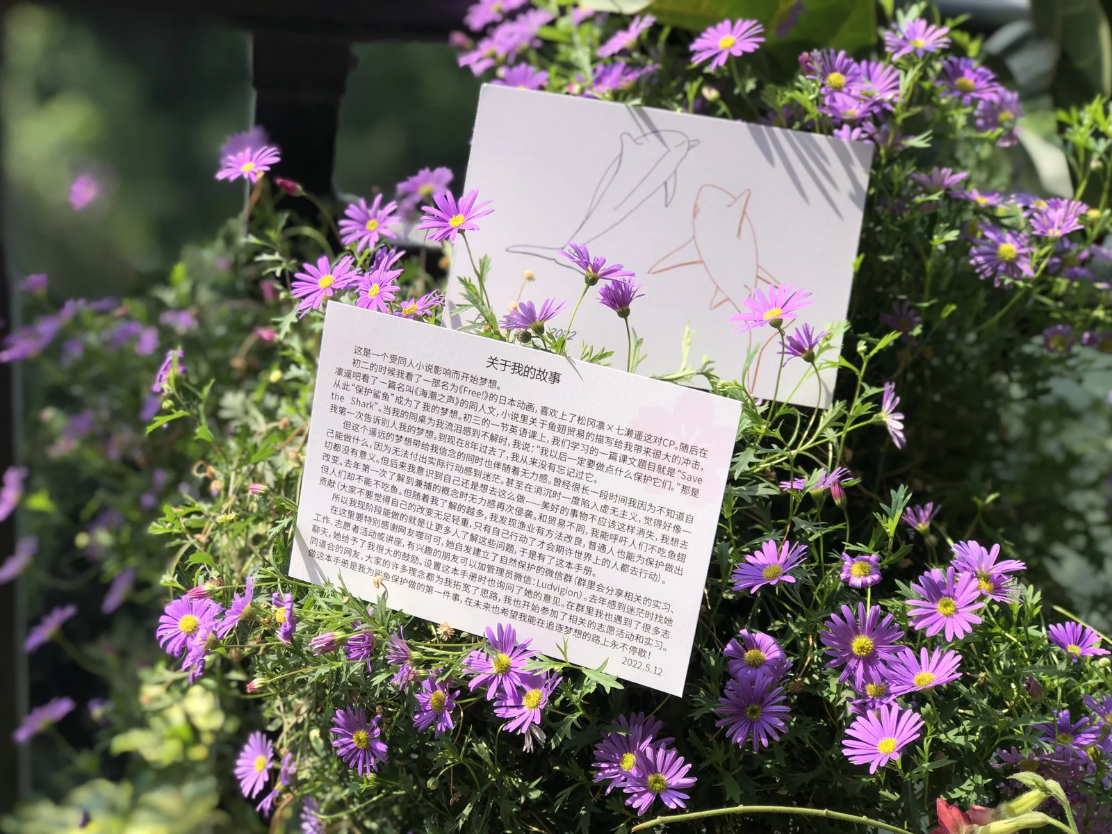 The postcard among purple asters: a line drawing of sharks on one side, the story handwritten in Chinese on the other.