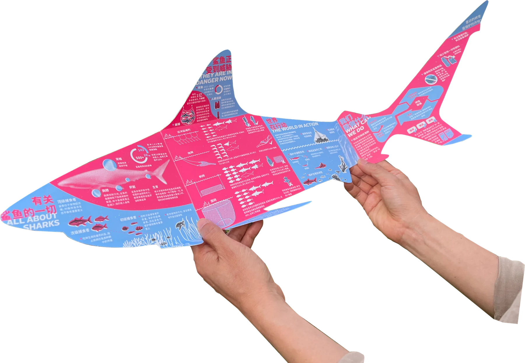 The brochure unfolded and held up in two hands: a whole shark in pink-red and blue, from head to tail.